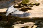 Great Blue Heron Passing Great Egret