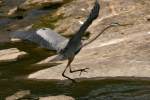 Great Blue Heron Passing Great Egret