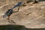 Great Blue Heron Passing Great Egret