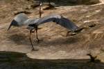 Great Blue Heron Passing Great Egret