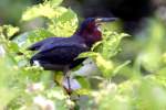 Green Heron