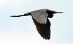 Little Blue Heron