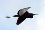 Little Blue Heron