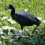 Little Blue Heron