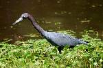 Little Blue Heron