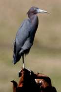 Little Blue Heron