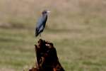 Little Blue Heron