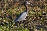 Little Blue Heron