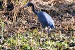 Little Blue Heron