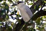 Black-crowned Night-heron