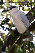 Black-crowned Night-heron