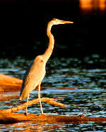 Great Blue Heron