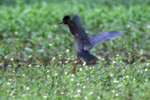 Little Blue Heron