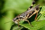 Grasshopper