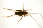 Camel Cricket