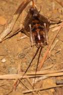 Camel Cricket