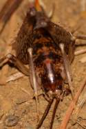 Camel Cricket