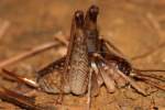 Camel Cricket