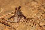 Camel Cricket