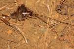 Camel Cricket