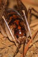 Camel Cricket