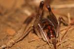 Camel Cricket