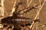 Camel Cricket