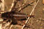 Camel Cricket