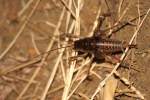 Camel Cricket