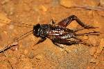 Fall Field Cricket