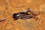 Fall Field Cricket