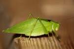 Katydid