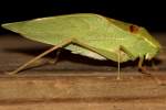 Katydid