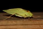 Katydid