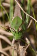 Grasshopper