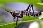 Eastern Lubber Grasshopper