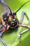 Eastern Lubber Grasshopper