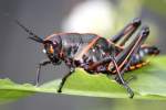 Eastern Lubber Grasshopper