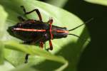 Eastern Lubber Grasshopper