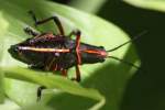 Eastern Lubber Grasshopper