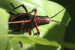 Eastern Lubber Grasshopper