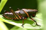 Eastern Lubber Grasshopper