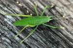 Common True Katydid Nymph