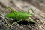 Common True Katydid Nymph