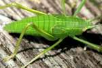 Common True Katydid Nymph