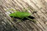 Common True Katydid Nymph