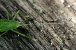 Common True Katydid Nymph