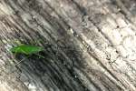 Common True Katydid Nymph