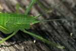 Common True Katydid Nymph