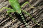 Common True Katydid Nymph